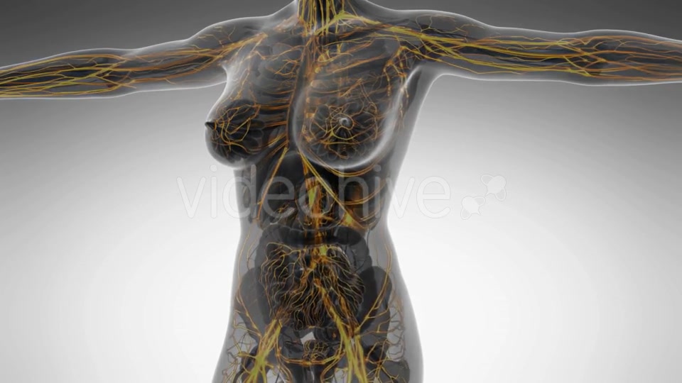 Human Body With Glow Blood Vessels - Download Videohive 18016373