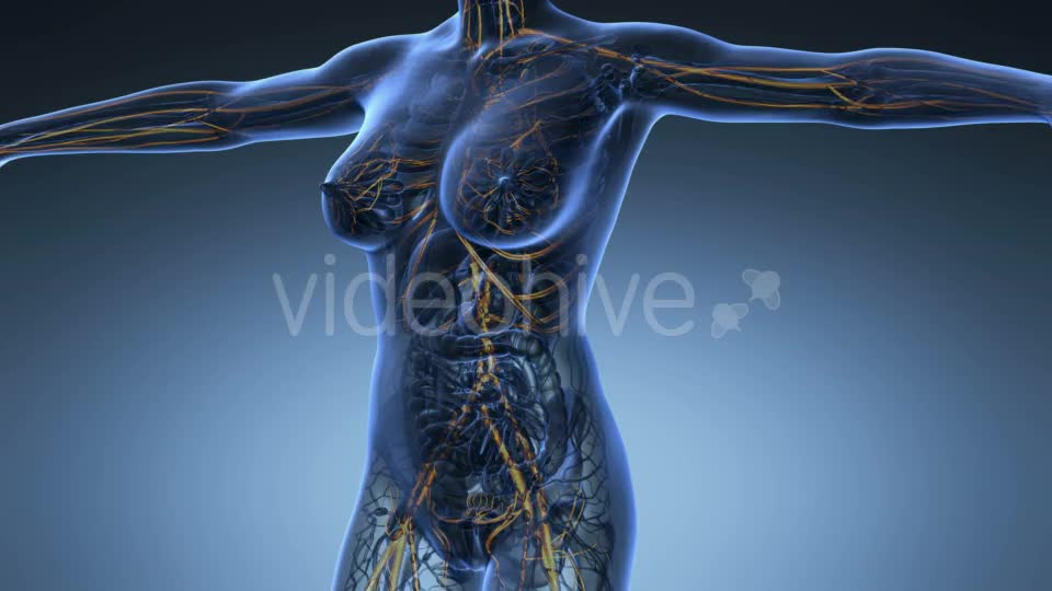 Human Body With Glow Blood Vessels - Download Videohive 18016380