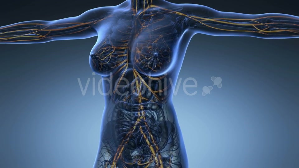 Human Body With Glow Blood Vessels - Download Videohive 18016380