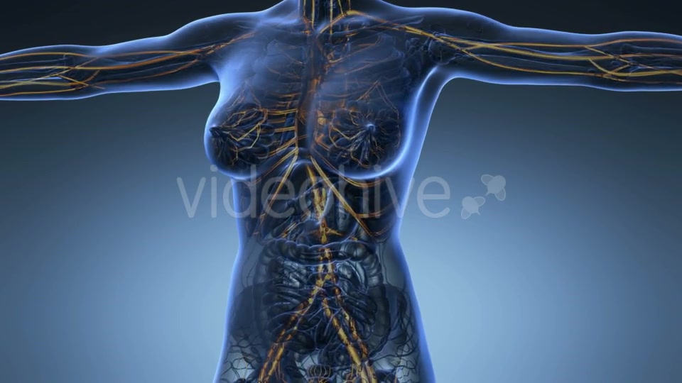 Human Body With Glow Blood Vessels - Download Videohive 18016380