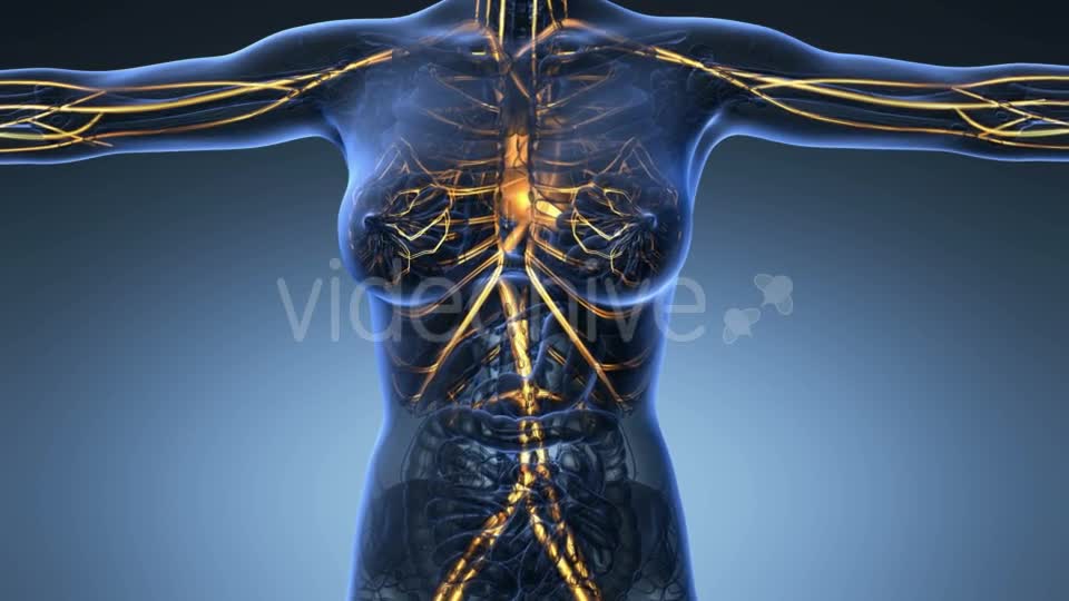 Human Body With Glow Blood Vessels - Download Videohive 18016380