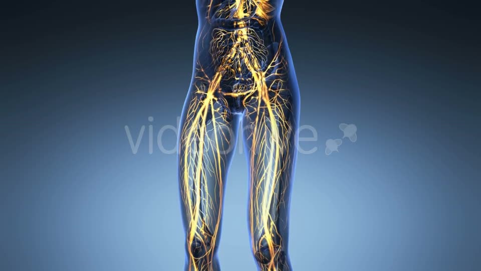 Human Body With Glow Blood Vessels - Download Videohive 18016391