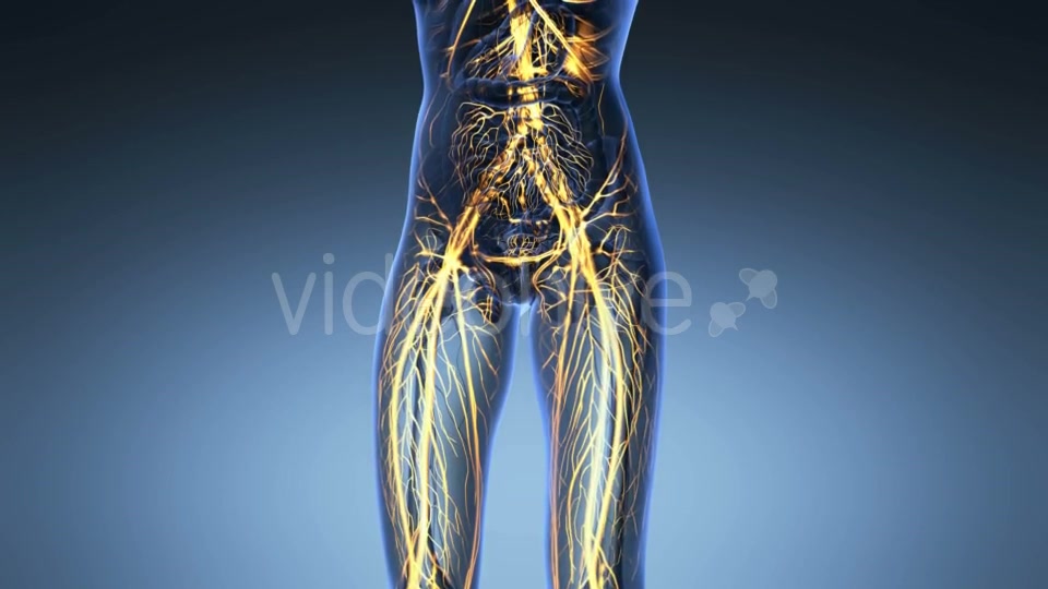 Human Body With Glow Blood Vessels - Download Videohive 18016391