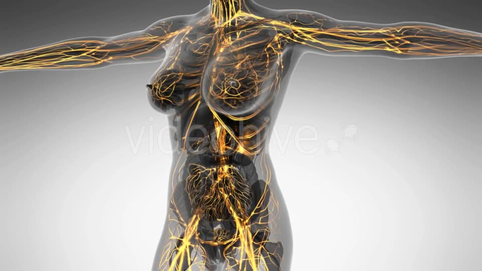 Human Body With Glow Blood Vessels - Download Videohive 18016402