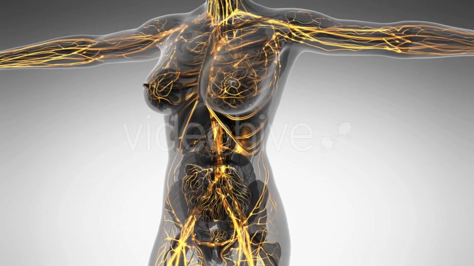 Human Body With Glow Blood Vessels - Download Videohive 18016402