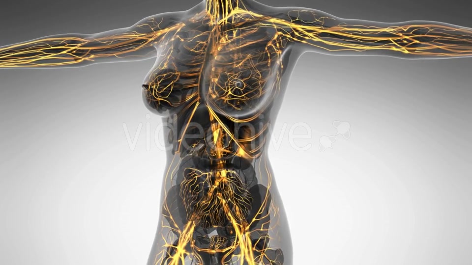 Human Body With Glow Blood Vessels - Download Videohive 18016402