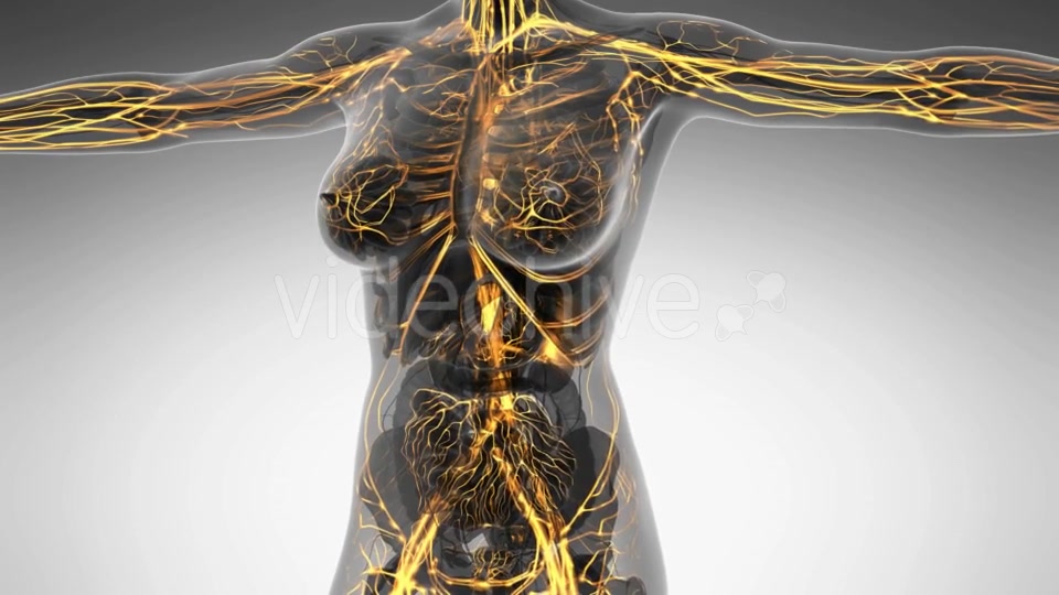 Human Body With Glow Blood Vessels - Download Videohive 18016402