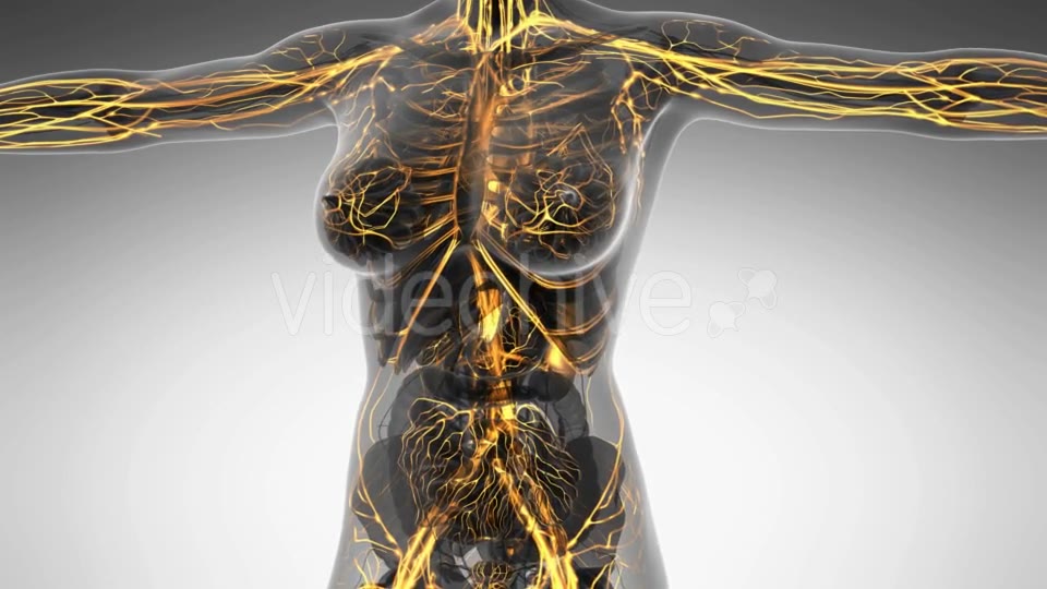 Human Body With Glow Blood Vessels - Download Videohive 18016402