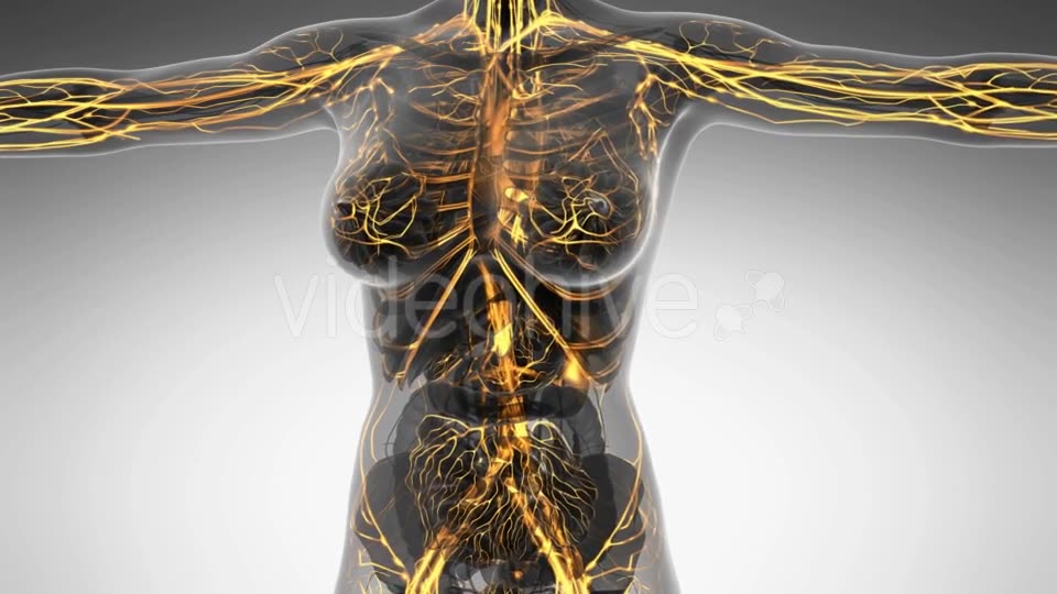 Human Body With Glow Blood Vessels - Download Videohive 18016402