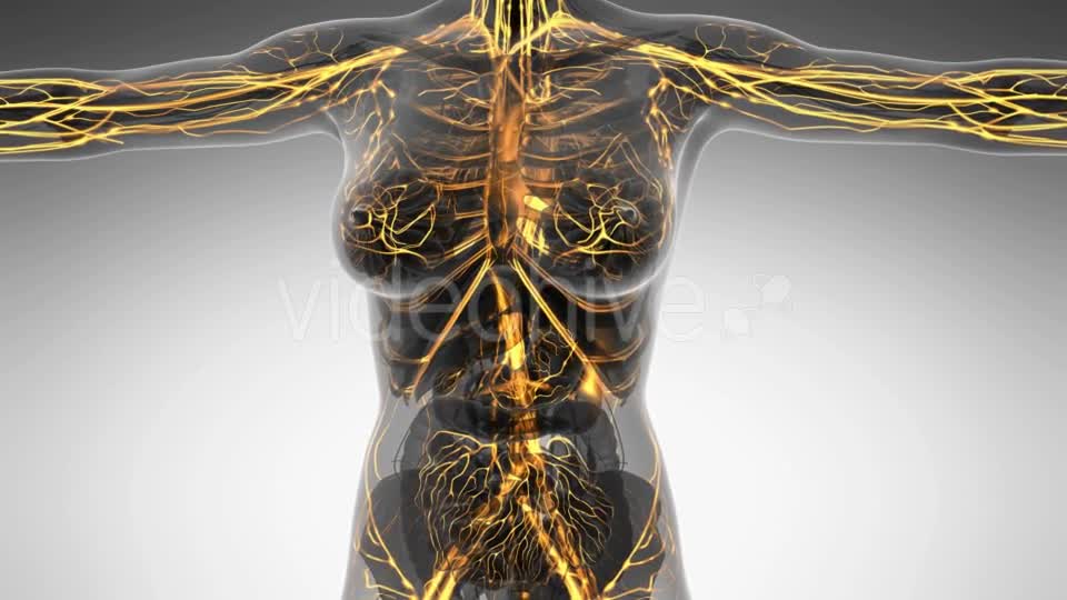 Human Body With Glow Blood Vessels - Download Videohive 18016402