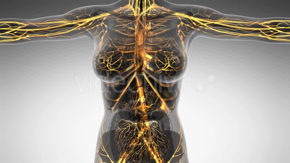 Human Body With Glow Blood Vessels - Download Videohive 18016402