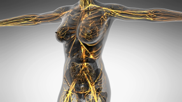 Human Body With Glow Blood Vessels - Download Videohive 18016402