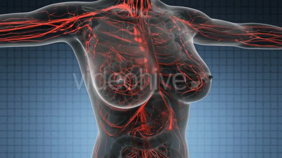 Human Body With Glow Blood Vessels - Download Videohive 18016460