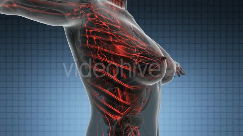 Human Body With Glow Blood Vessels - Download Videohive 18016460