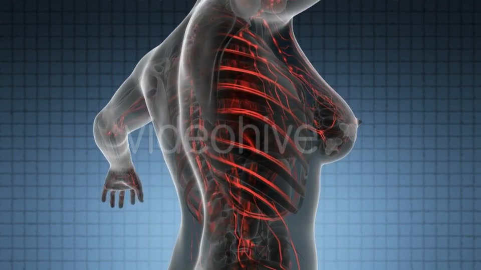 Human Body With Glow Blood Vessels - Download Videohive 18016460