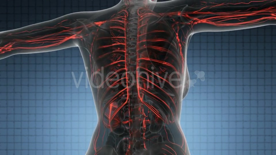 Human Body With Glow Blood Vessels - Download Videohive 18016460