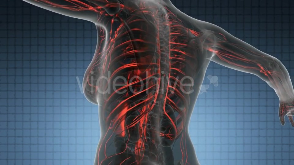 Human Body With Glow Blood Vessels - Download Videohive 18016460