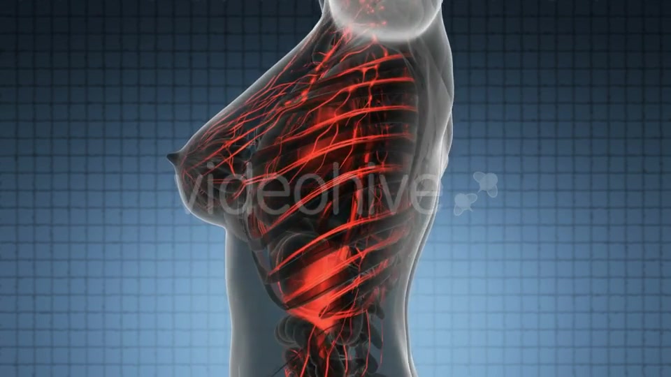 Human Body With Glow Blood Vessels - Download Videohive 18016460