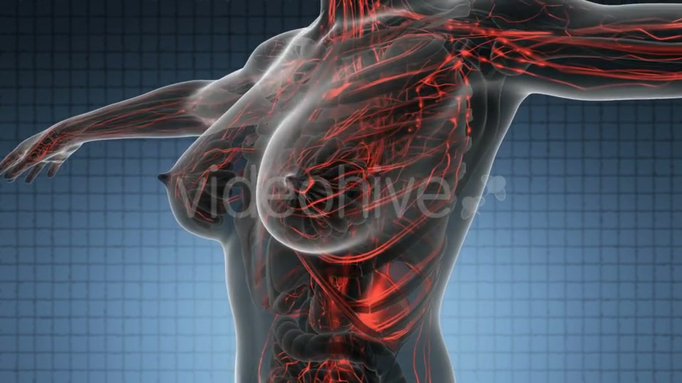 Human Body With Glow Blood Vessels - Download Videohive 18016460