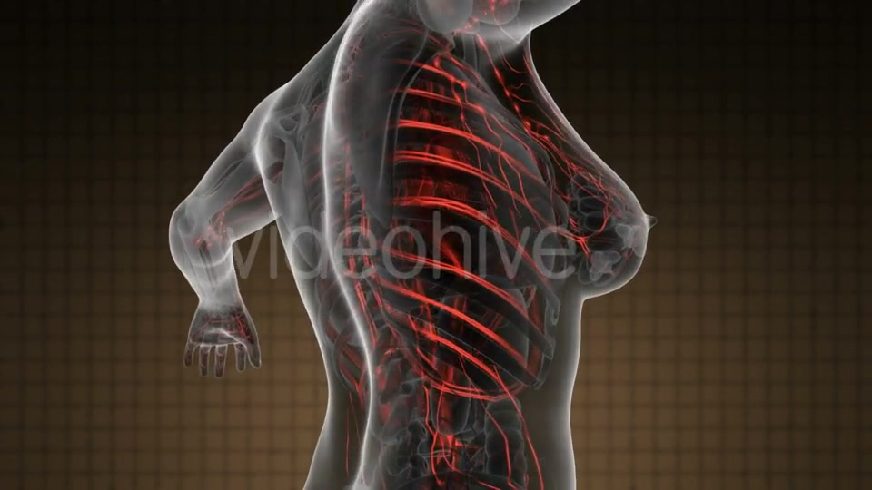 Human Body With Glow Blood Vessels - Download Videohive 18016477