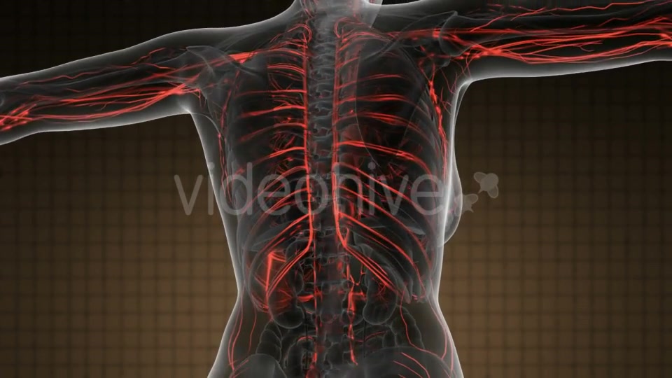 Human Body With Glow Blood Vessels - Download Videohive 18016477