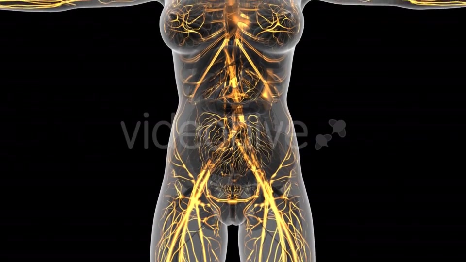 Human Body With Glow Blood Vessels - Download Videohive 18024454