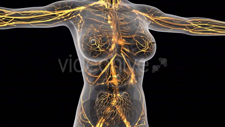 Human Body With Glow Blood Vessels - Download Videohive 18024454