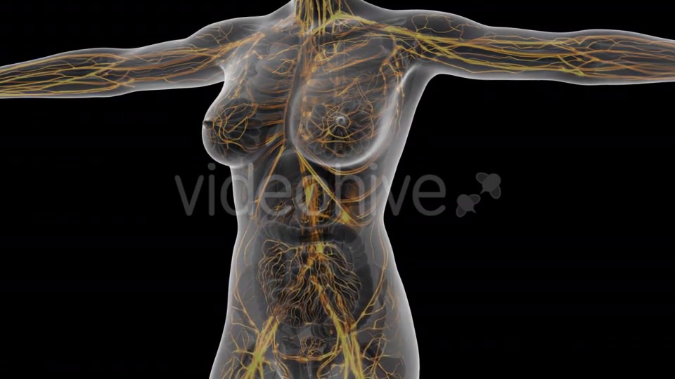 Human Body With Glow Blood Vessels - Download Videohive 18025103