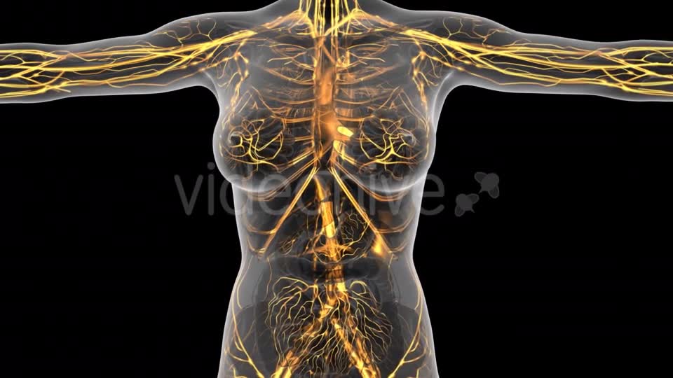 Human Body With Glow Blood Vessels - Download Videohive 18025103