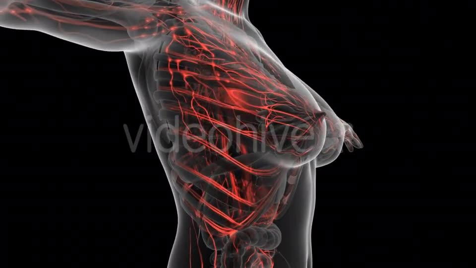 Human Body With Glow Blood Vessels - Download Videohive 18027690