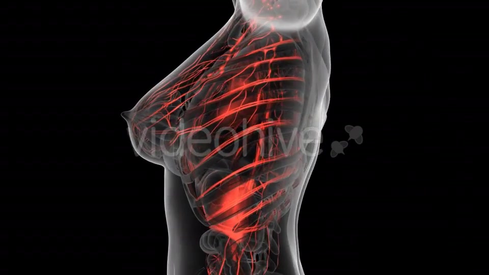 Human Body With Glow Blood Vessels - Download Videohive 18027690
