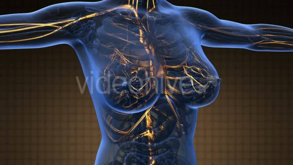 Human Body With Glow Blood Vessels - Download Videohive 18643180