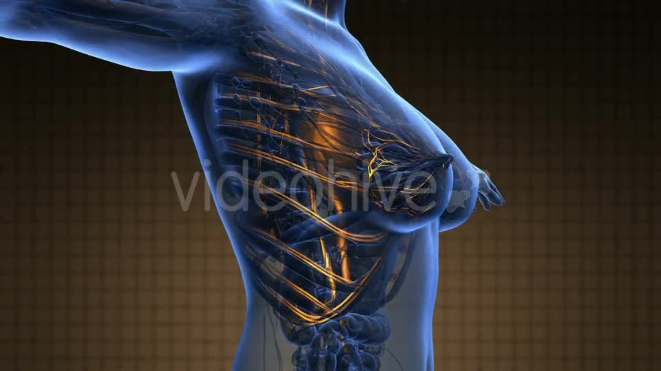 Human Body With Glow Blood Vessels - Download Videohive 18643180
