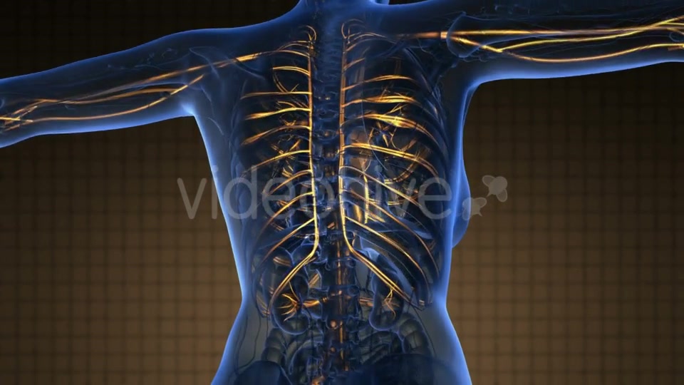 Human Body With Glow Blood Vessels - Download Videohive 18643180