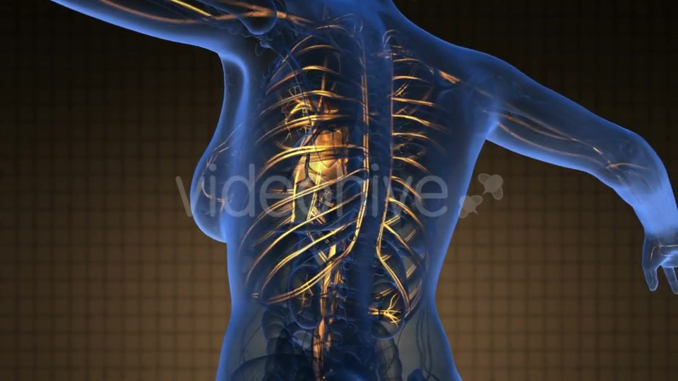 Human Body With Glow Blood Vessels - Download Videohive 18643180