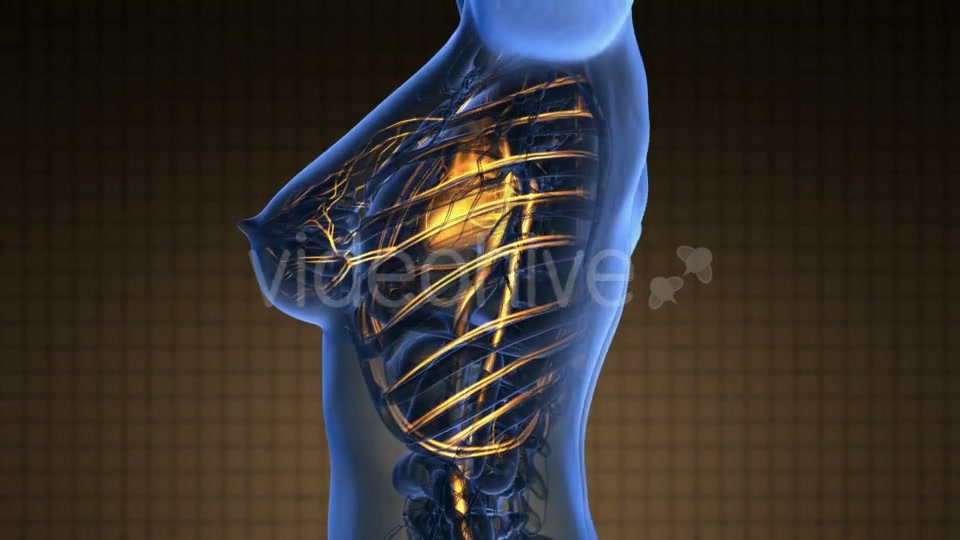 Human Body With Glow Blood Vessels - Download Videohive 18643180