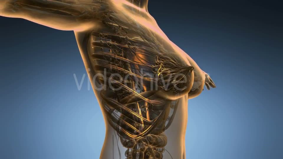 Human Body with Glow Blood Vessels - Download Videohive 18953023