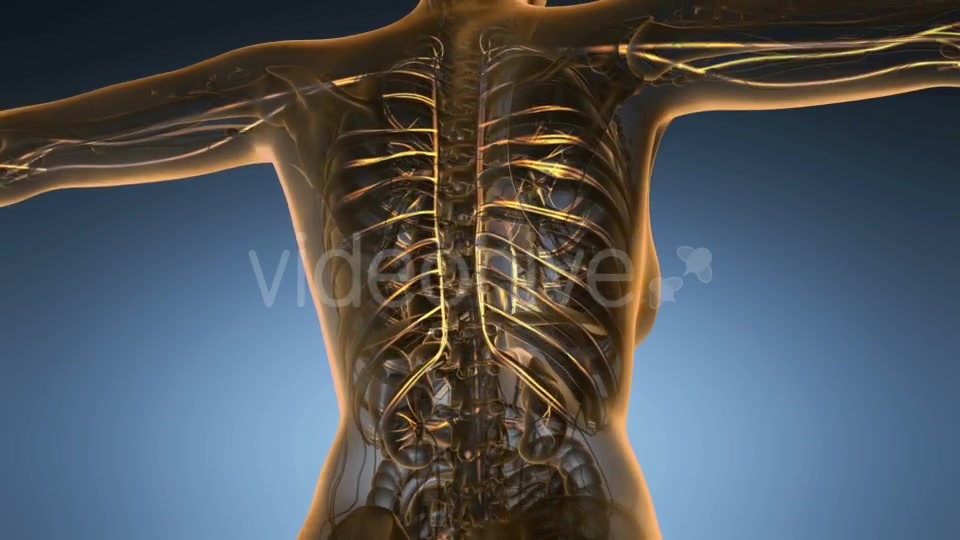 Human Body with Glow Blood Vessels - Download Videohive 18953023