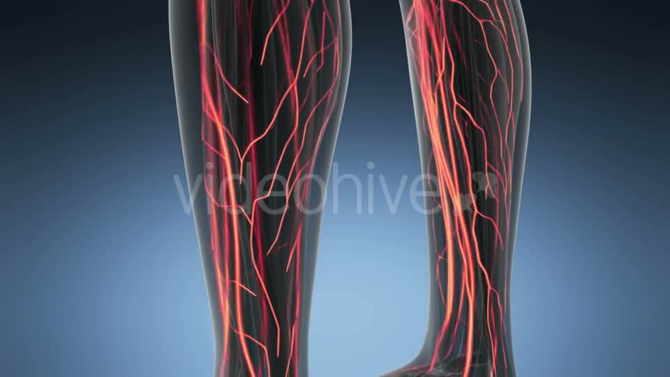 Human Body with Glow Blood Vessels - Download Videohive 18966340