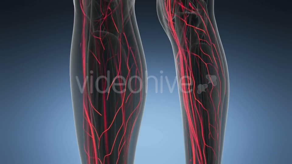 Human Body with Glow Blood Vessels - Download Videohive 18966340