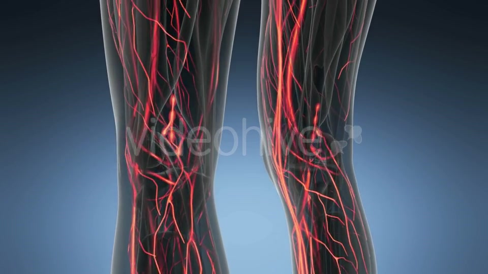 Human Body with Glow Blood Vessels - Download Videohive 18966340