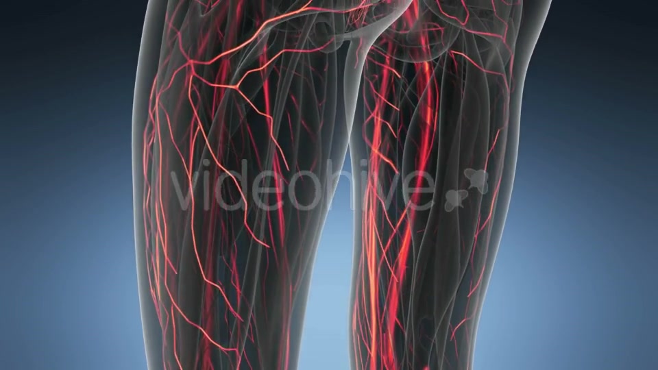 Human Body with Glow Blood Vessels - Download Videohive 18966340