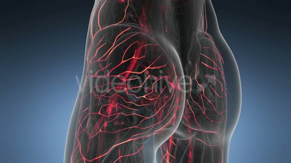 Human Body with Glow Blood Vessels - Download Videohive 18966340