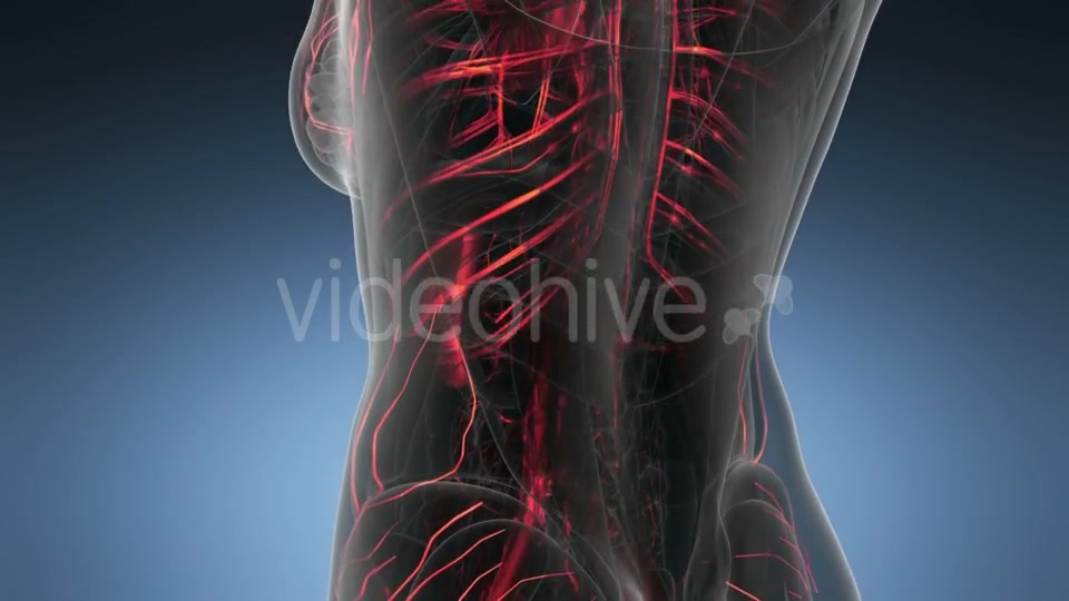 Human Body with Glow Blood Vessels - Download Videohive 18966340