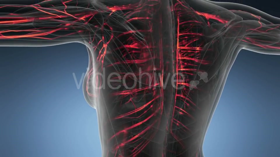 Human Body with Glow Blood Vessels - Download Videohive 18966340