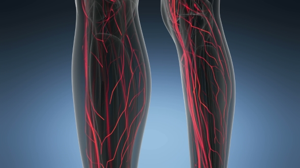 Human Body with Glow Blood Vessels - Download Videohive 18966340