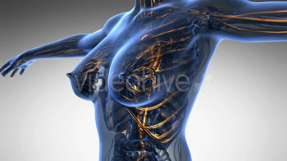 Human Body with Glow Blood Vessels - Download Videohive 18966418