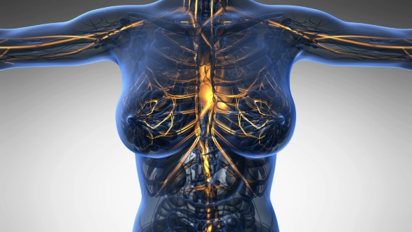 Human Body with Glow Blood Vessels - Download Videohive 18966418