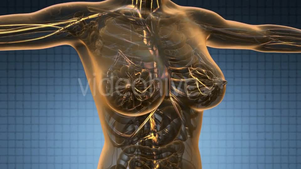 Human Body with Glow Blood Vessels - Download Videohive 19011301