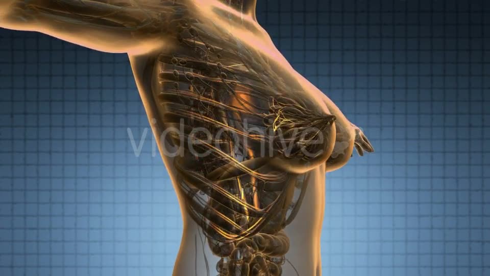 Human Body with Glow Blood Vessels - Download Videohive 19011301